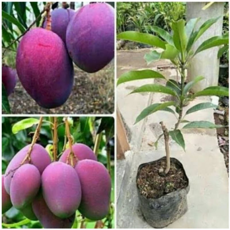 Bibit Mangga Irwin Super Unggul Siap di Buahkan Dan di Bungakan