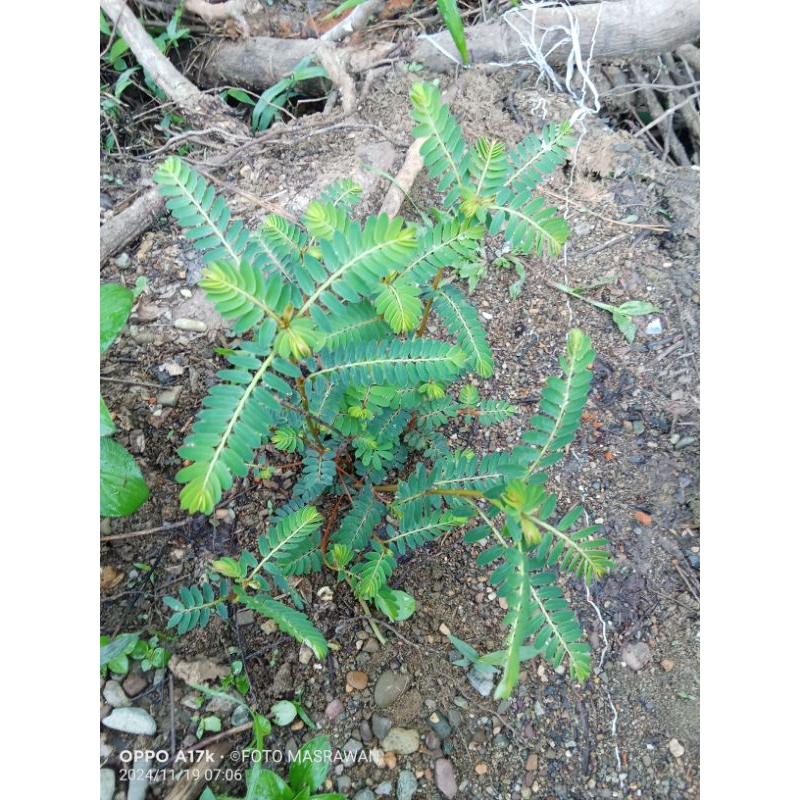

Daun Meniran Segar 500 g