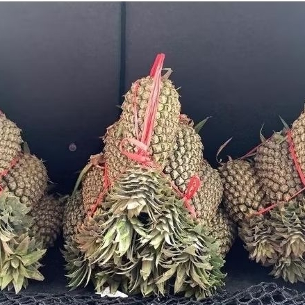 

Nanas Palembang Utuh Per Ikat