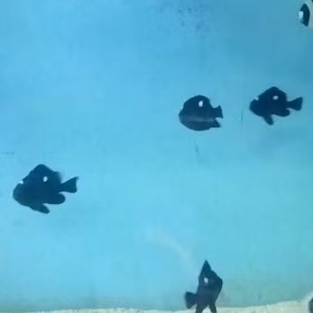 Betok Dakocan Hitam Domino