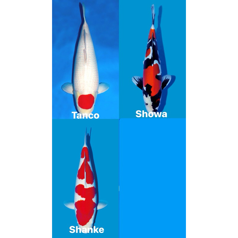 3 EKOR IKAN KOI SIZE 20-25CM BLITAR GRADE A
