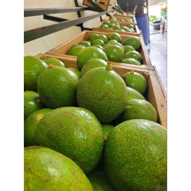 

ALPUKAT MENTEGA PREMIUM GARANSI