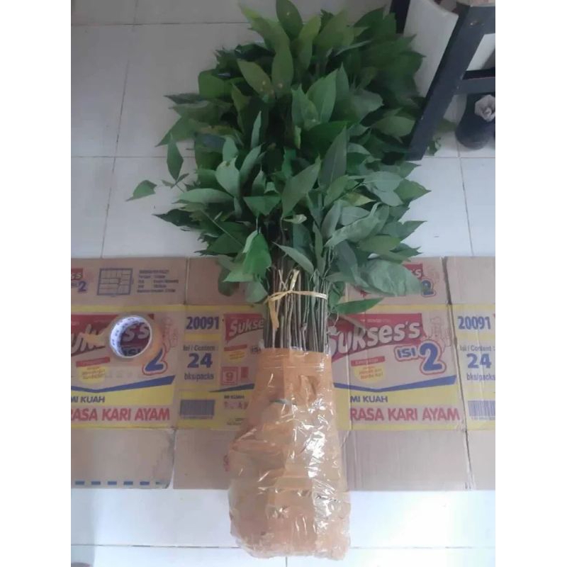 Bibit Karet Unggul/60 biji