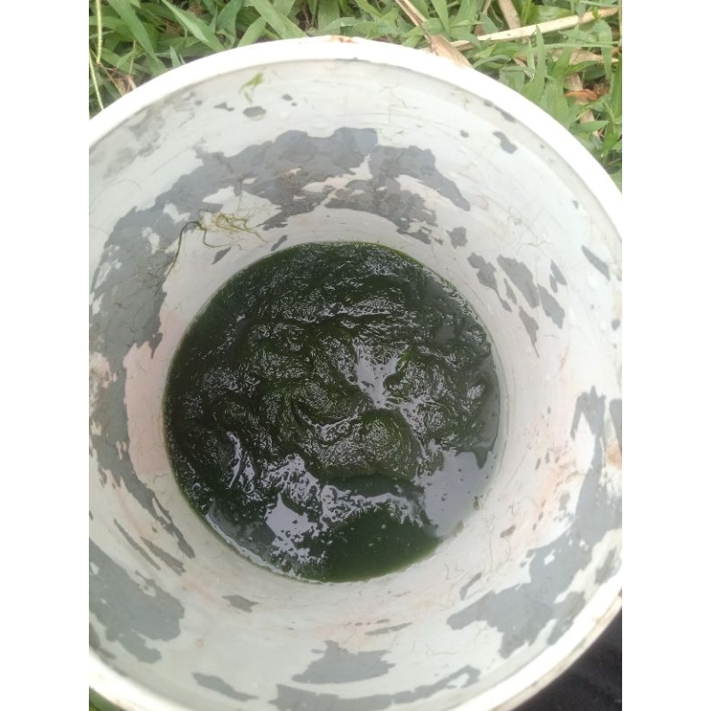 lumut pakan ikan/ umpan mancing