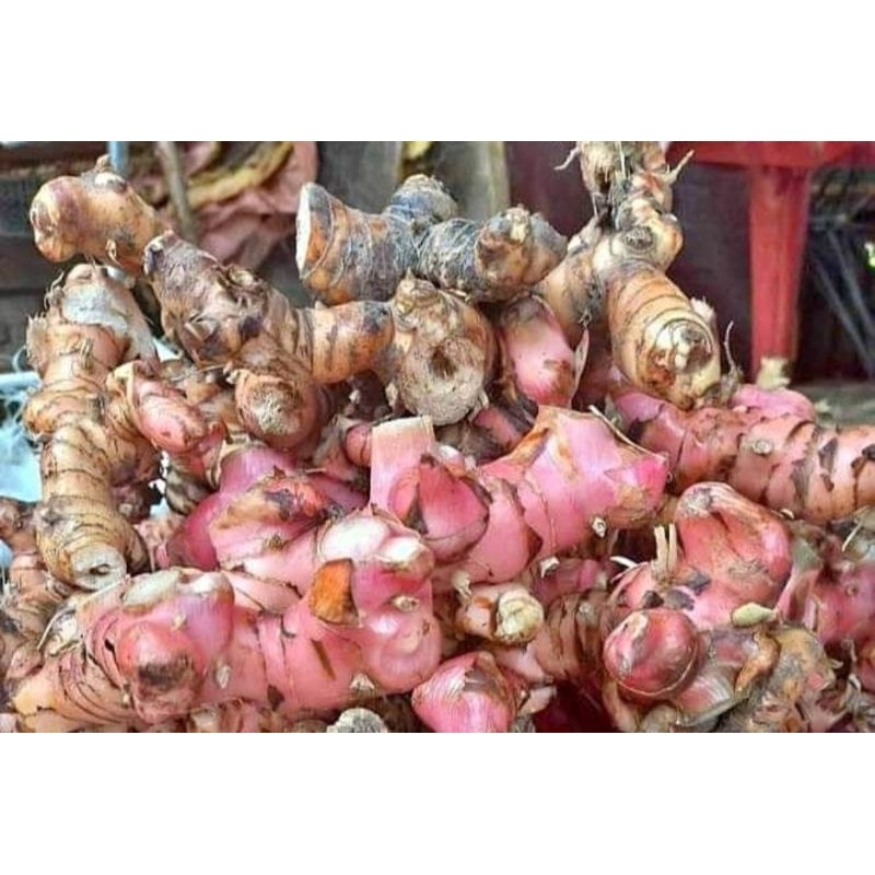 

Lengkuas Fresh dan Bersih