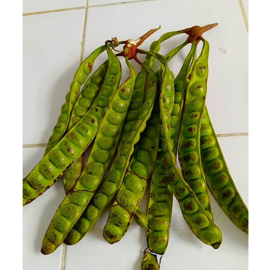 

PETE SEGAR PETE TUA per 10 papan ( paket murah )
