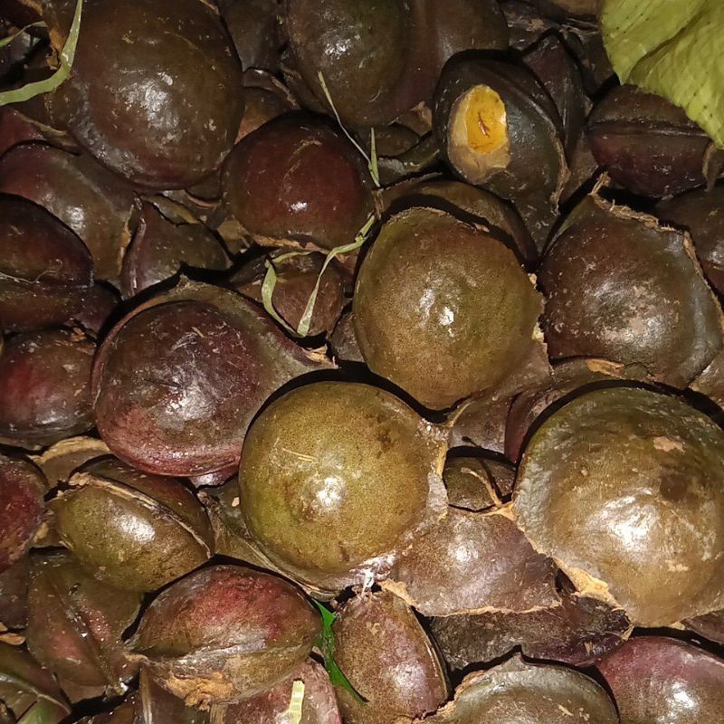 

Jengkol Kulit Super Tua dan segar 1kg