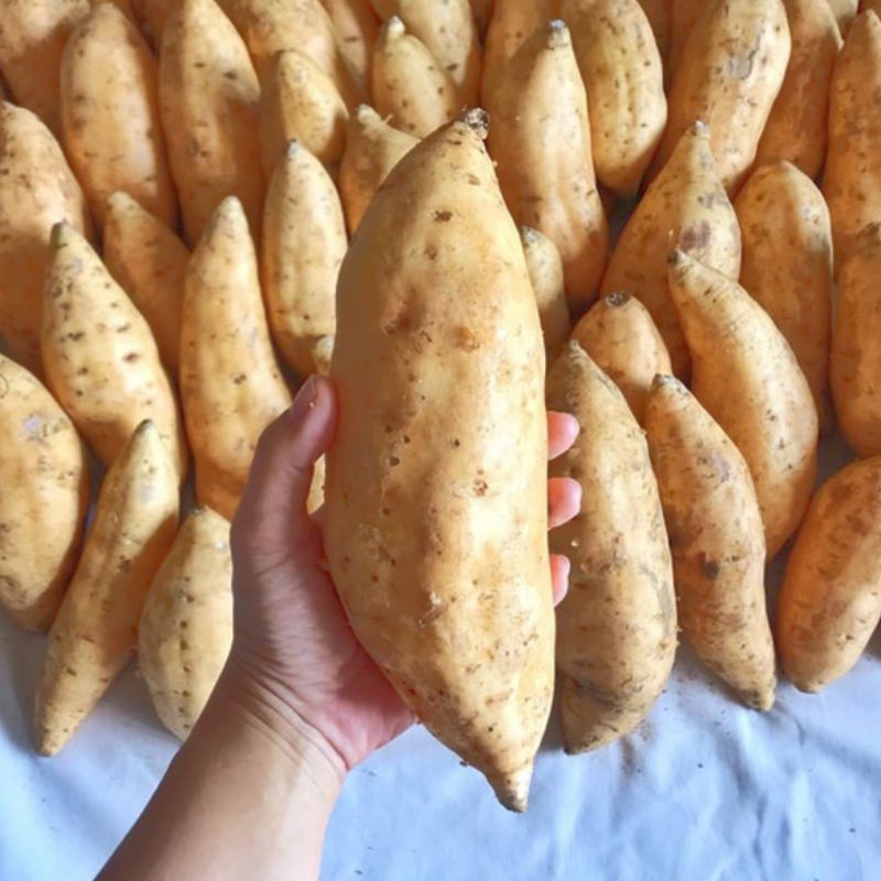 

Ubi Madu Cilembu 1 (Satu) KG
