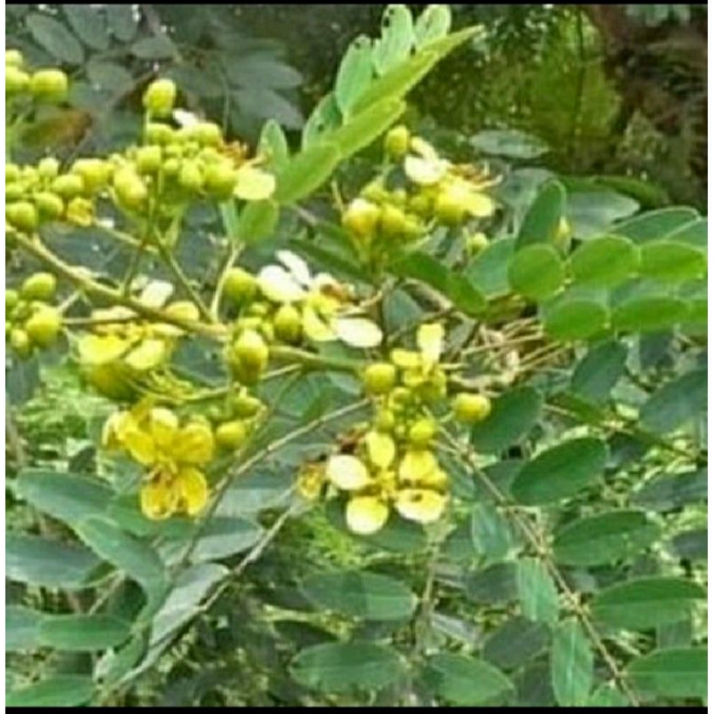 

PROMO MURAH 200 GRAM DAUN JOHAR HERBAL ALAMI BERKASIAT