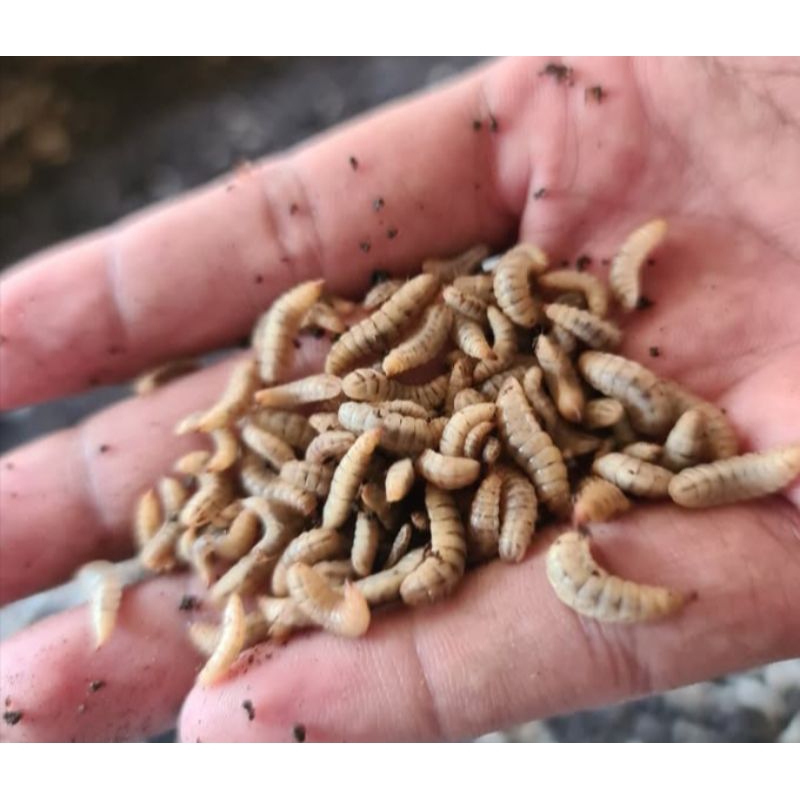 

maggot bsf