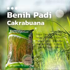 Benih Padi CAKRABUANA Premium Star Jumbo - 5 KG