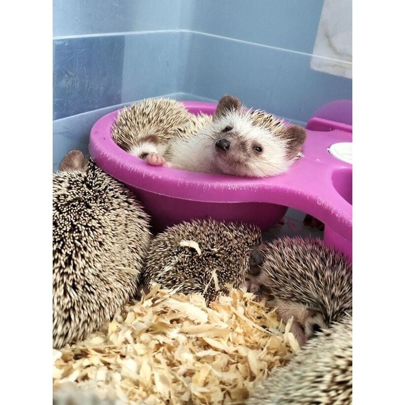 Landak Mini/hedgehog