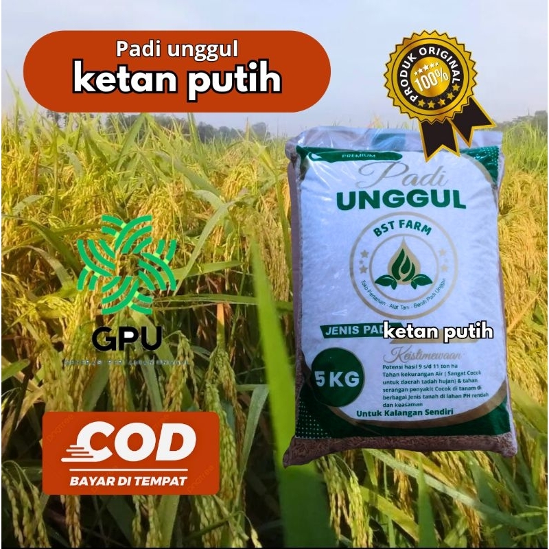 PADI UNGGUL KETAN PUTIH BIBIT UNGGUL KEMASAN 5KG