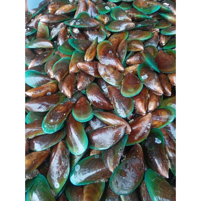 

kerang hijau fresh