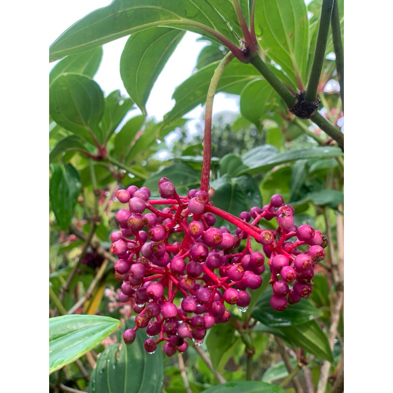 

promil parijoto muria fresh