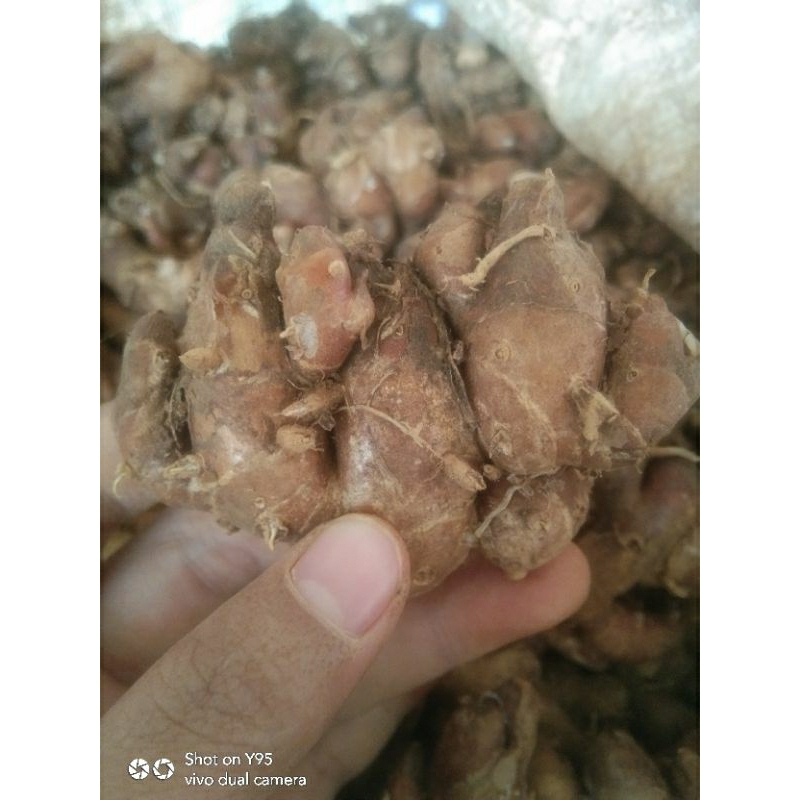 

Kencur mentah asli subang 5 kg bumbu dapur