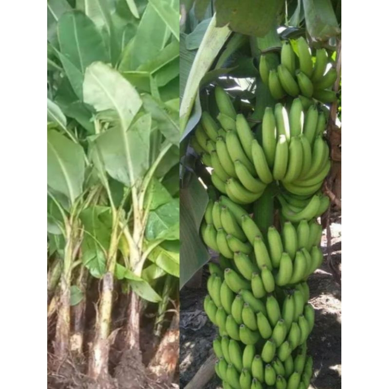 

anakan pisang ambon,cepat berbuah