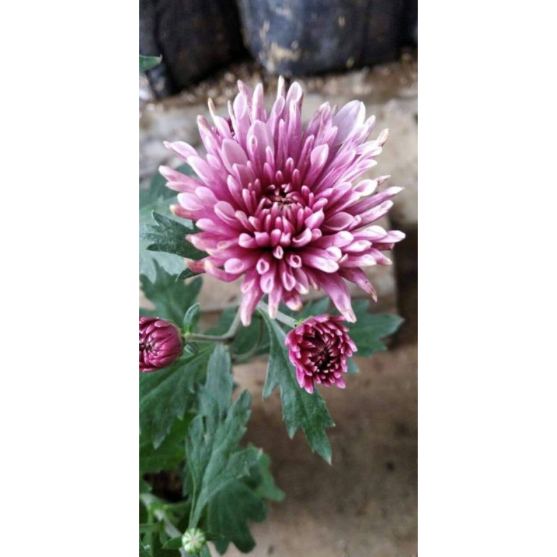 Krisan shamrock ungu (per pot)