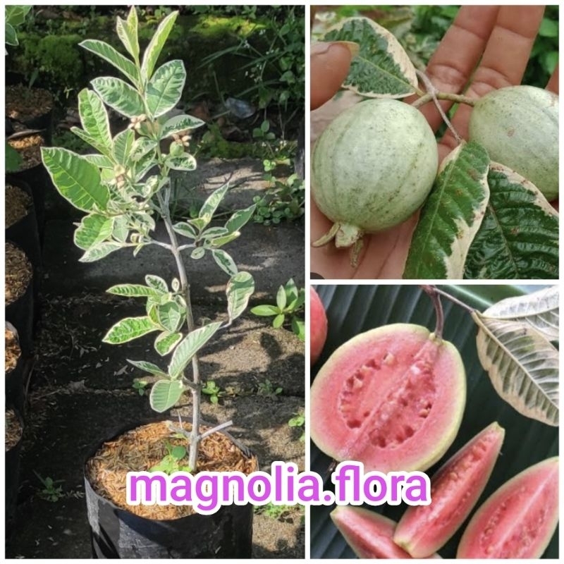 Jambu biji merah variegata / bibit tanaman hias bunga pohon buah buahan