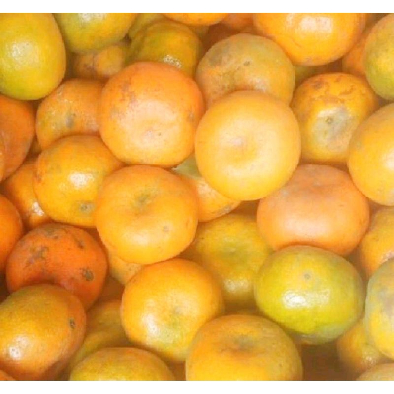 

Jeruk 500 gr-1 kg