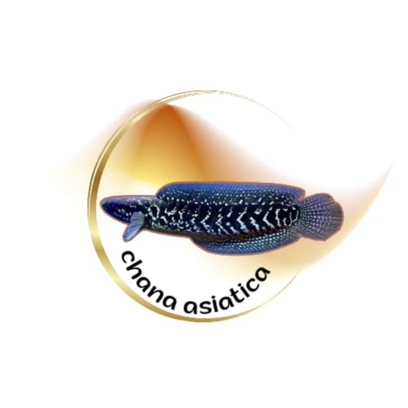 sticker Chana asiatica