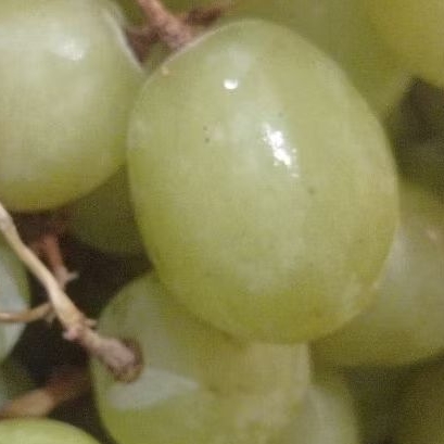 

Buah anggur hijau crimpson 500 gr