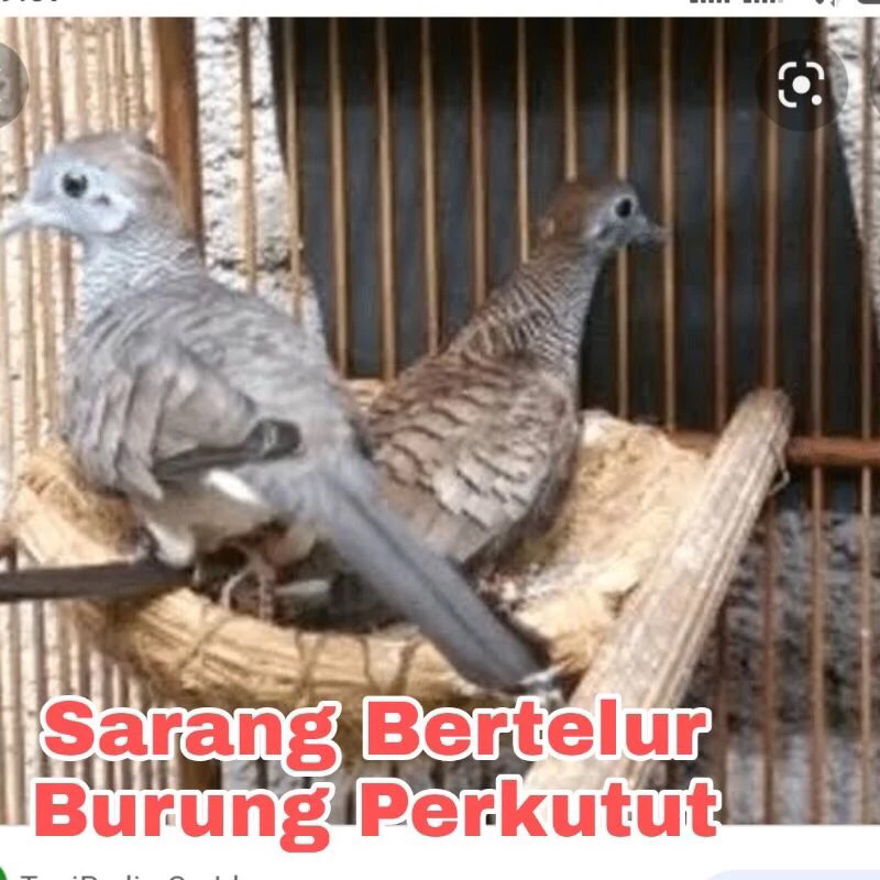 Sarang anyaman burung perkutut