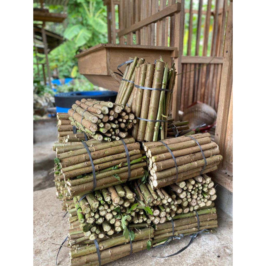 Singkong Papua perikat isi 50 batang