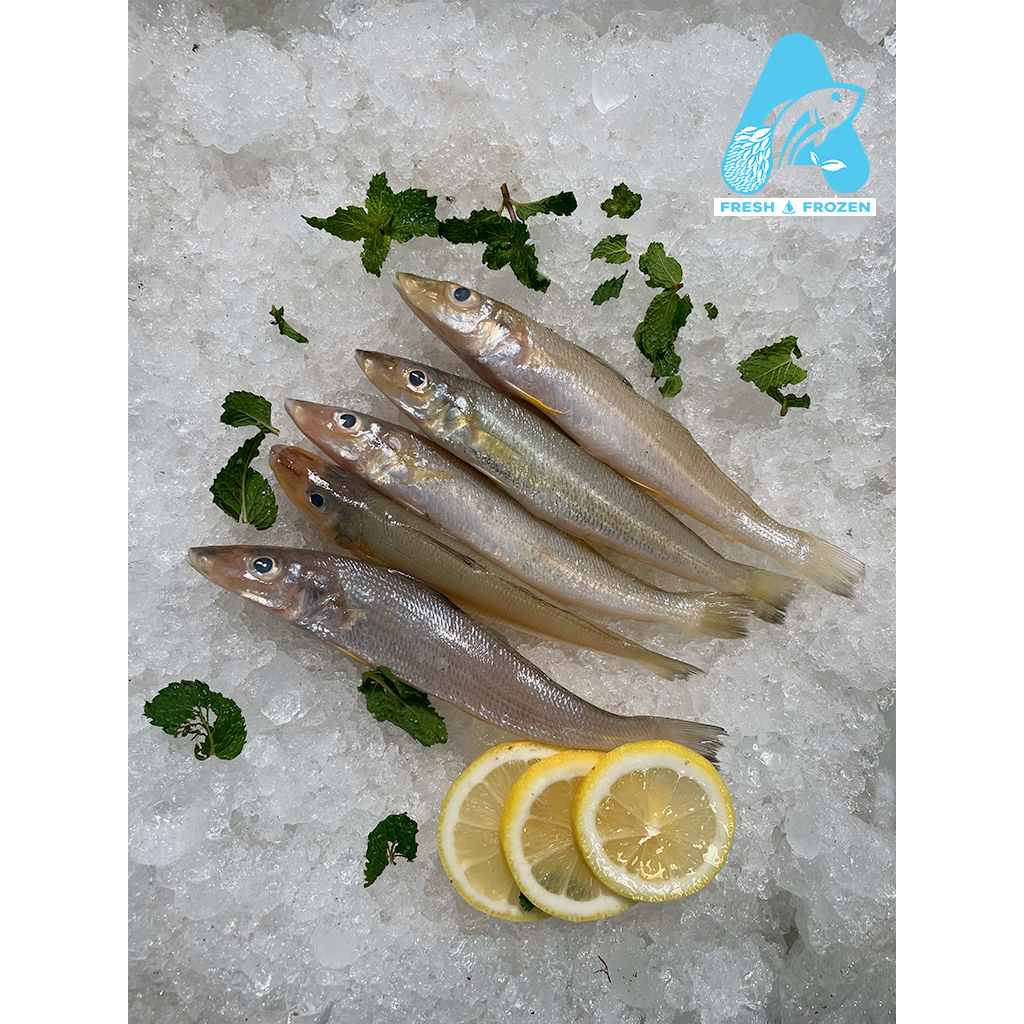 

IKAN KACA PIRING 100% FRESH KUALITAS PREMIUM