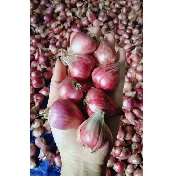 

BAWANG MERAH JAWA SUPERAN REALPICT BESAR KERING DAN BERSIH