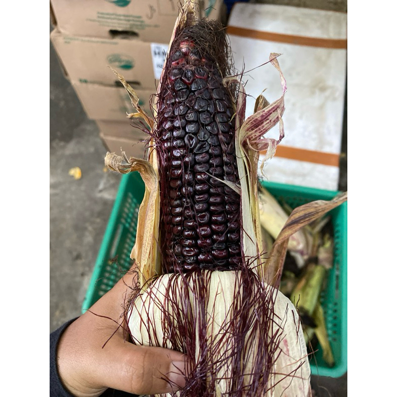 

Jagung ketan hitam kemasan 1kg