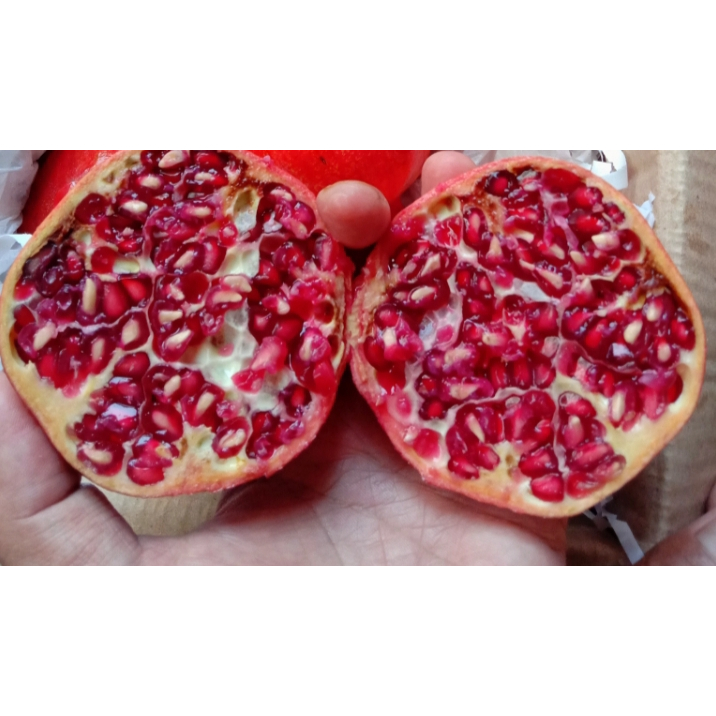 DELIMA. BUAH DELIMA POMEGRANATE. POME BUAH DELIMA