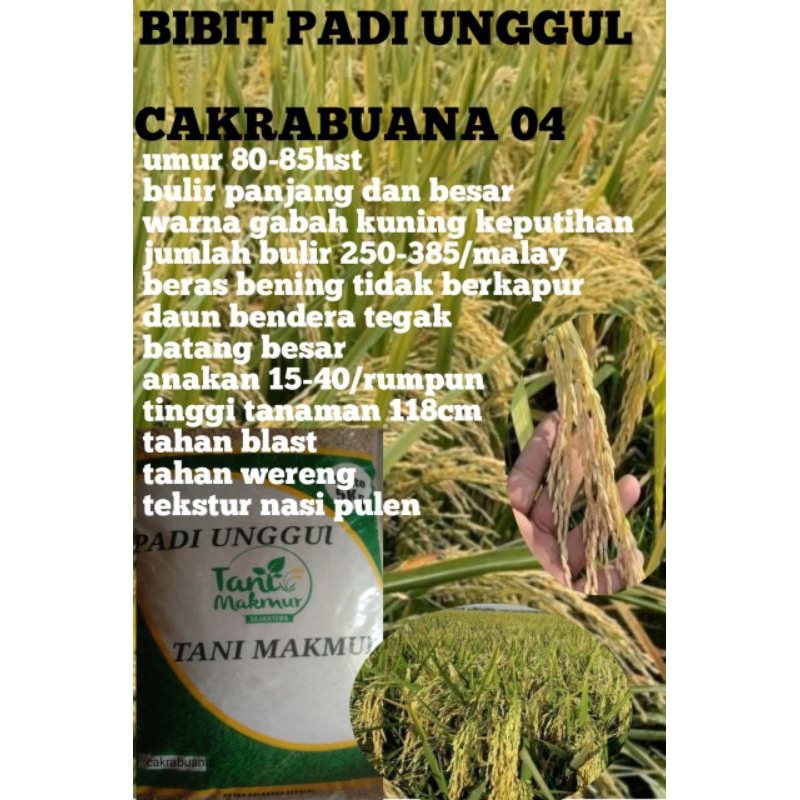 benih padi CAKRABUANA 04 kemasan 5kg