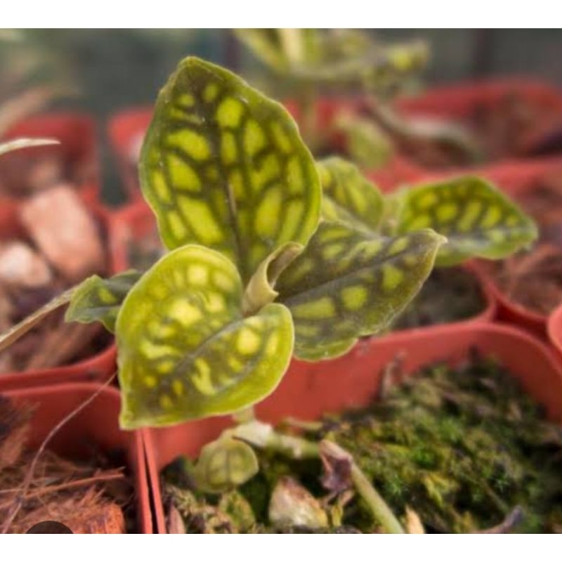 tanaman hias anggrek cystarchis Orchid gold tanaman hutan anggrek  variegata