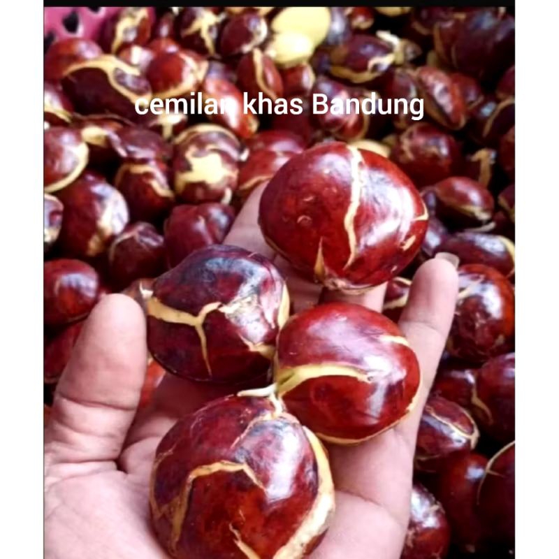 

jengkol tua siap goreng/lalaban makan 1kg jengkol tua pres murah promo