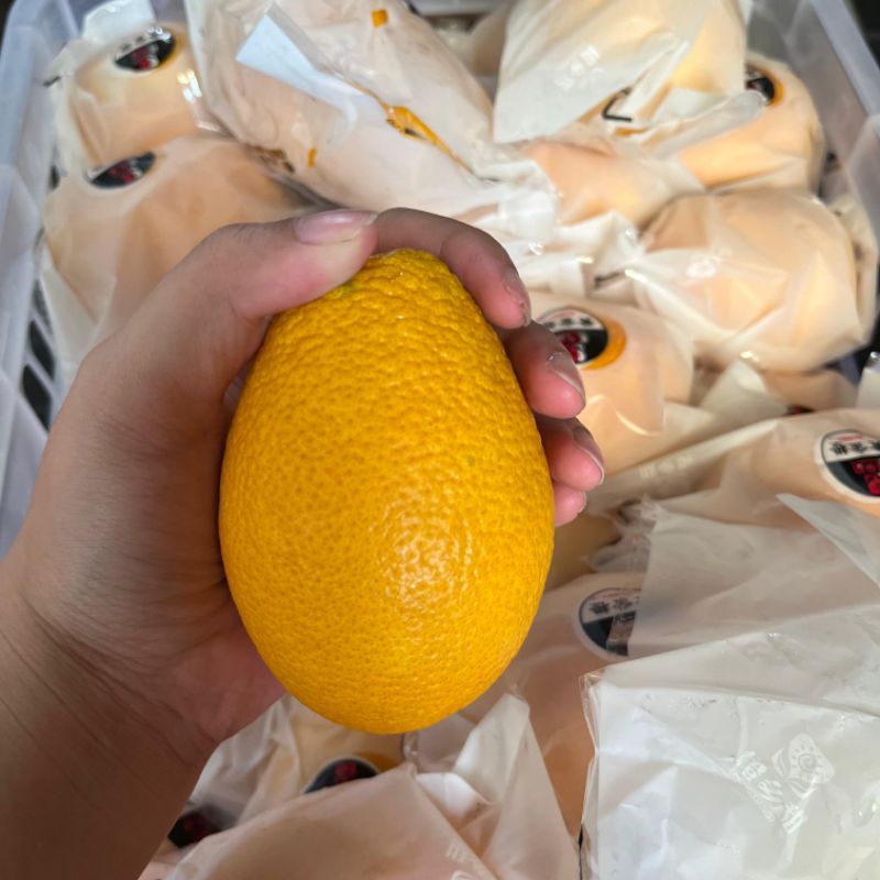 

1/2 kg Jeruk Peras Navel China Import Premium 500 Gram