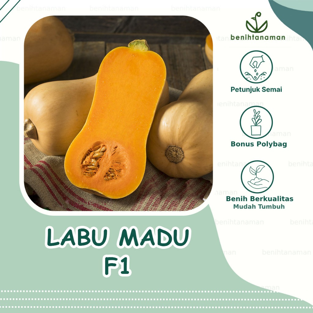 2 Biji - Benih Labu Butternut Hibrida LABU MADU F1 , Cap Panah Merah