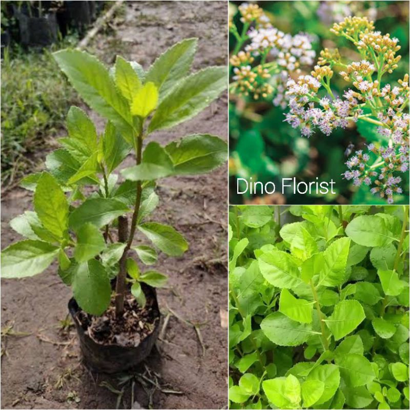 Tanaman Herbal Daun Beluntas - Luntas / Pohon Beluntas