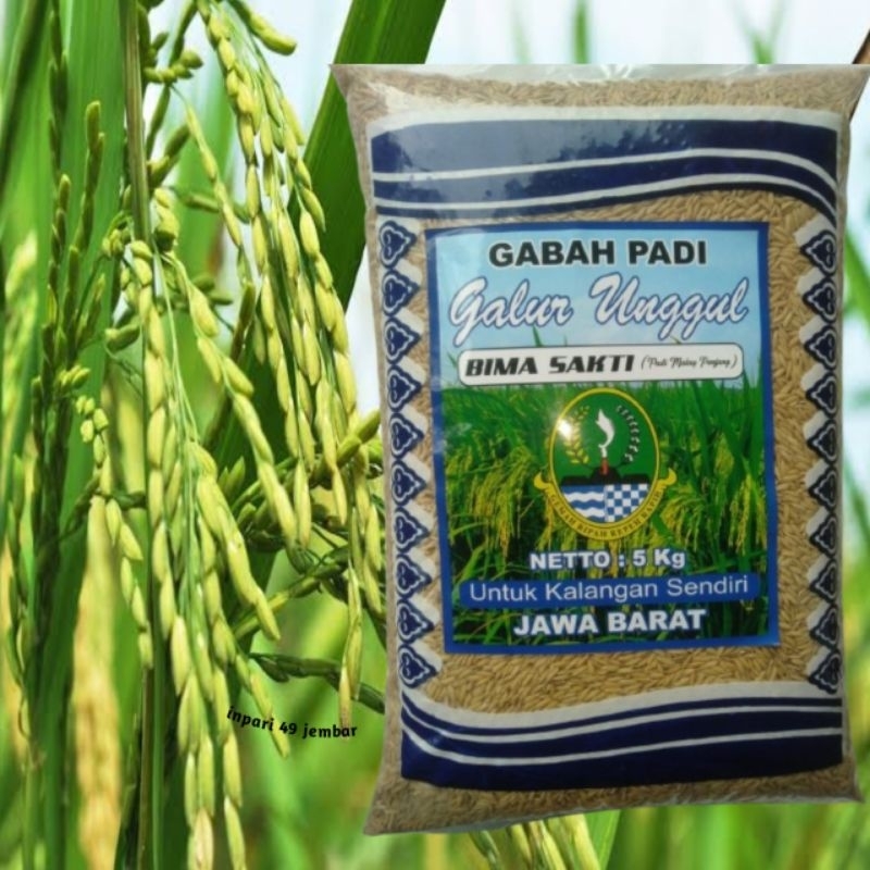 padi Ciputri 02, Mundinglaya, VR46, bima sakti, Srikandi genjah ( RONI  ) 5kg