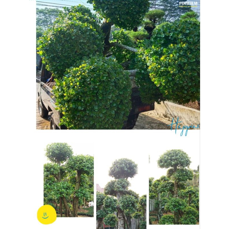 Pohon bonsai taman beringin korea besar / kecil ready
