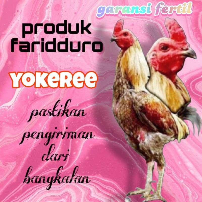 

PROMOSI / Telur ayam aduan fertil berkualitas / yokeree x ninja x jakarin x mahanakhon x cocoa / garansi fertil / pama iq / mangon / pinkeree/ manahakon / cocoa / tempel haram