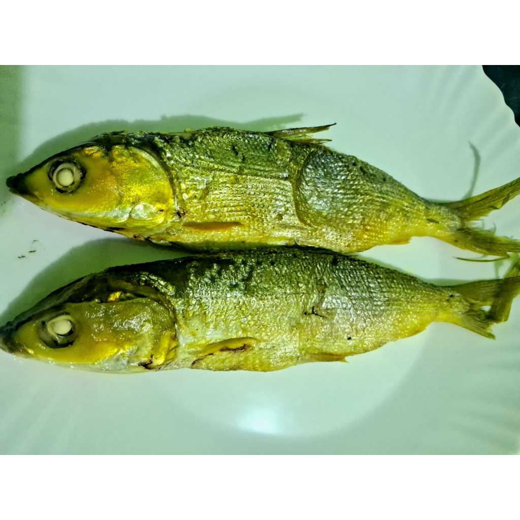 

BANDENG PRESTO ISI 2 UKURAN SEDANG | BANDENG PRESTO KWALITAS TERJAMIN KARENA DI PRODUKSI SETIAP HARI | Bandeng Presto Bandeng Presto Asli Bandeng Presto Enak Bandeng Presto Gurih Bandeng Presto Fresh Bandemg Presto Bumbu Khas Bandeng Presto Berkualiatas