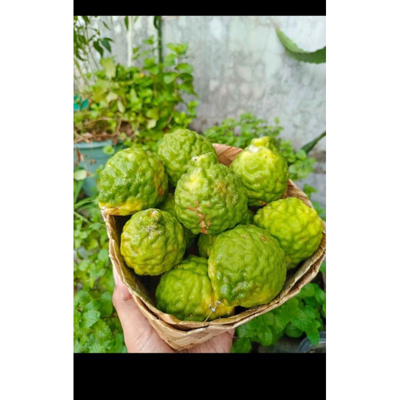 

jeruk purut kemasan 1kg