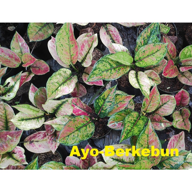Tanaman Hias Aglonema Heng Heng - Aglaonema Heng Heng / HengHeng