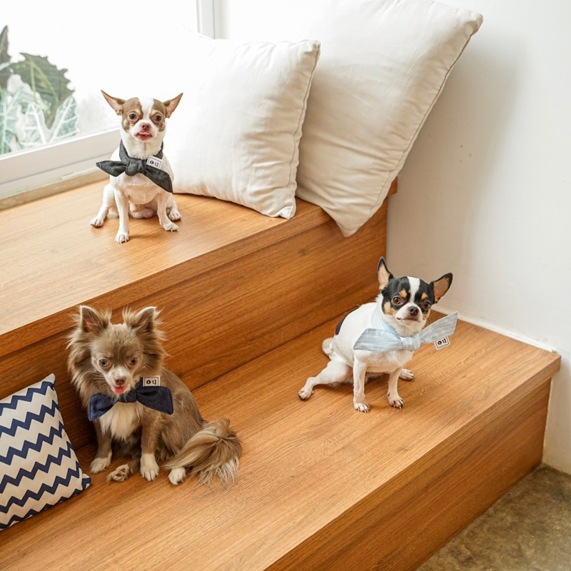 The Twilly Scarf : in Denim Collection | Aksesoris Collar Baju Anjing Kucing