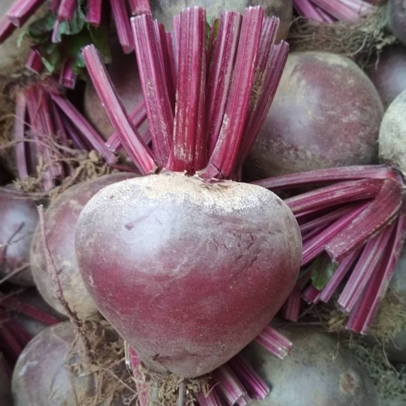 

Buah Bit Beetroot Nutrisi Penambah Darah Ibu Hamil