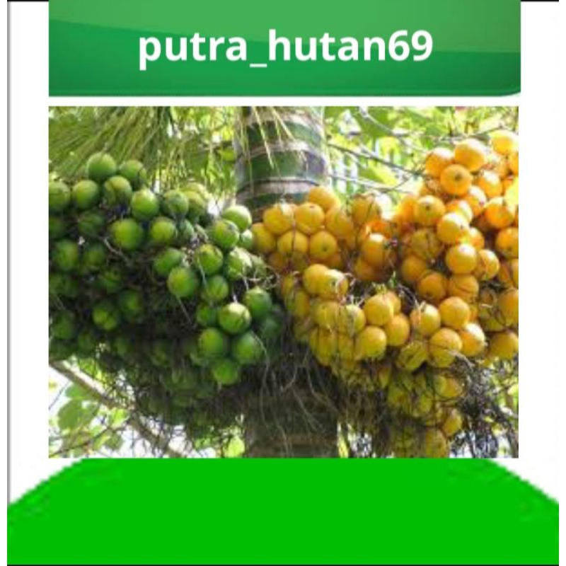 

promo buah pinang muda terbaik 1kg