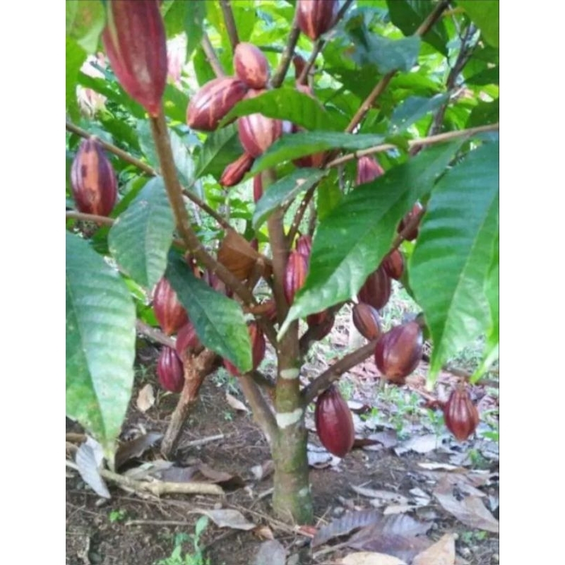 Bibit Kakao/Kopi coklat MCC02