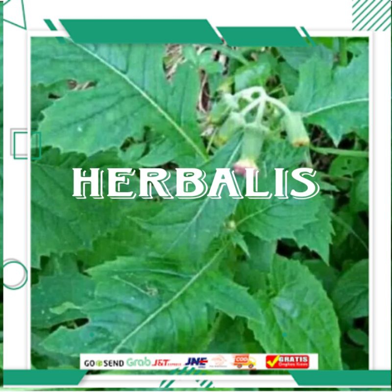 

Daun sintrong segar 500gr murah