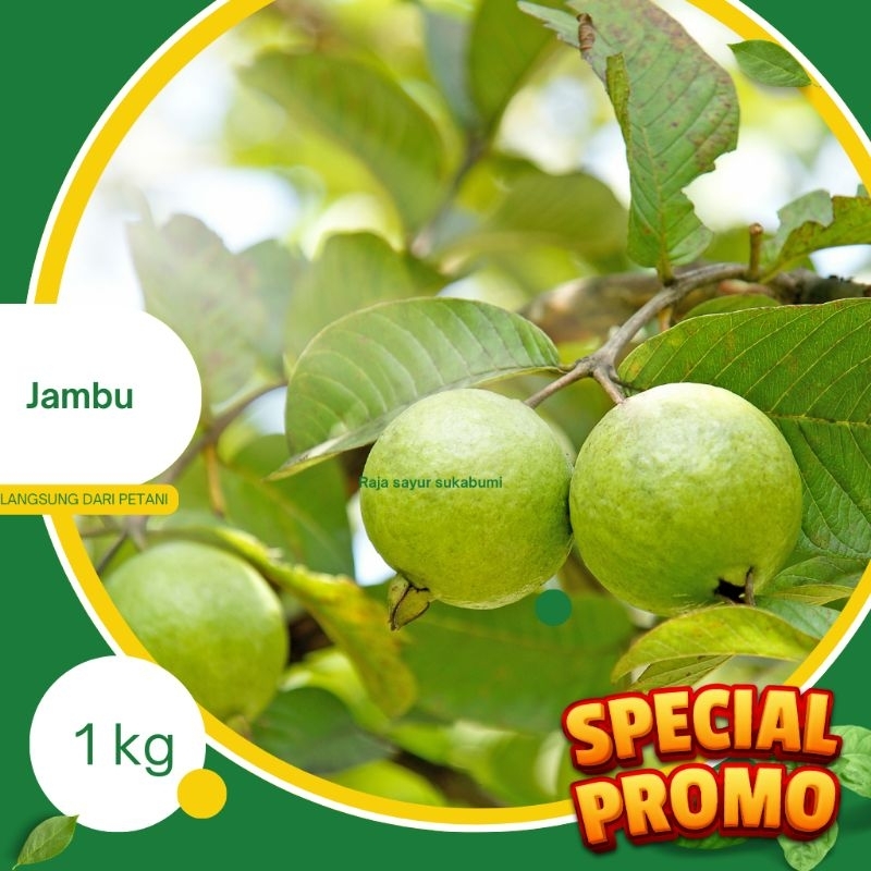 

Buah JAMBU BIJI MERAH SUKABUMI 1 KG